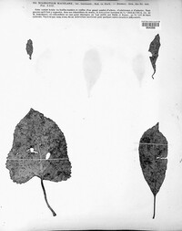 Sclerotium maculare image